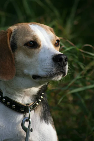 Retrato Bonito Adorável Cão Beagle — Fotografia de Stock
