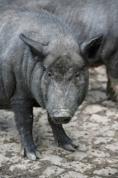 Animali Diversi Attenzione Selettiva — Foto Stock