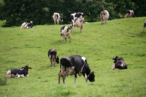 Vacas Paisagem Natural Foco Seletivo — Fotografia de Stock