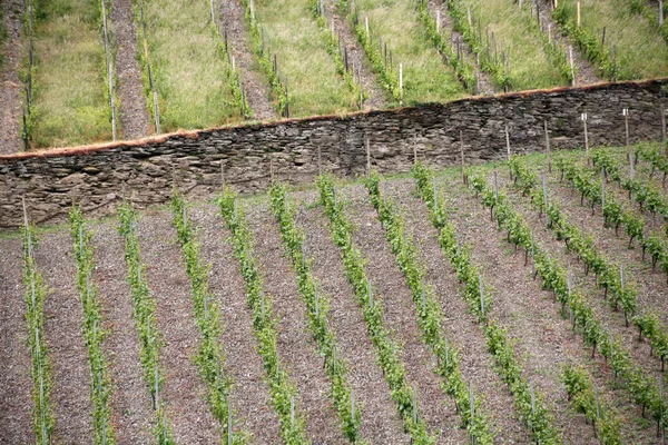 ブドウ畑地方ブドウ畑ブドウの概念 — ストック写真