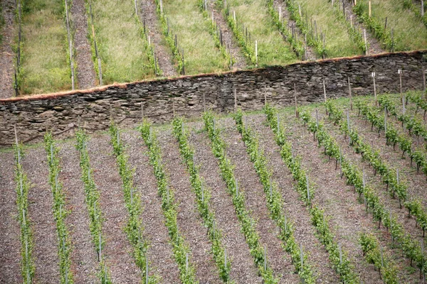 Vid Viñedo Rural Concepto Uva — Foto de Stock