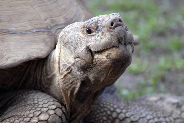 Sköldpaddor Djur Natur Fauna — Stockfoto