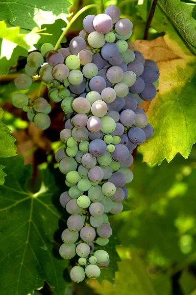 Uvas Que Crecen Viñedo — Foto de Stock