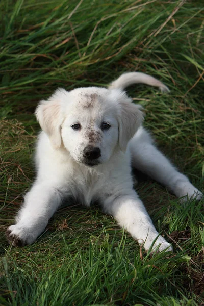 Haftalık Golden Retriever Harika Köpeğimizle Oldukça Iyi Kazıyor — Stok fotoğraf