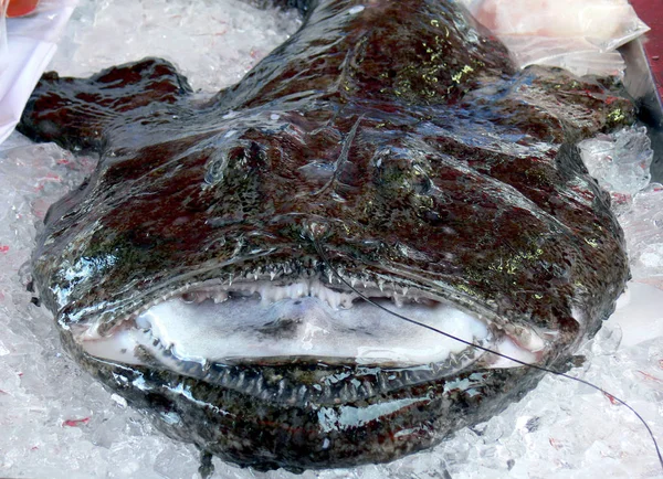 Scary Olha Monkfish Com Sua Cabeça Enorme Crescimentos Unsightly Pele — Fotografia de Stock