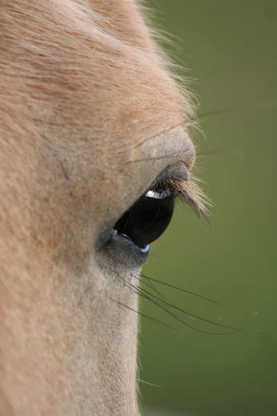 野生の自然でかわいい馬 — ストック写真