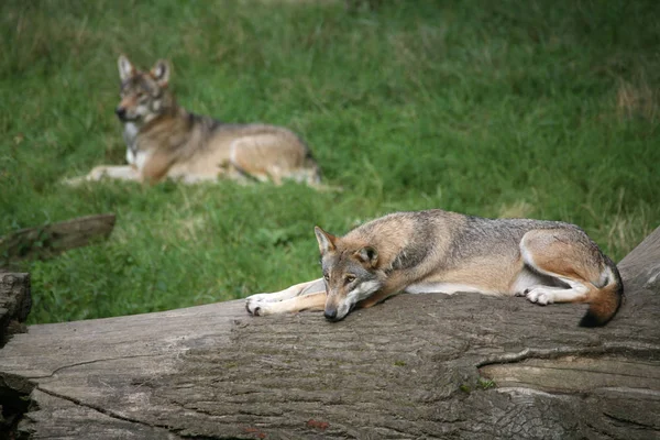 Lobos Selvagens Habitat Natural — Fotografia de Stock