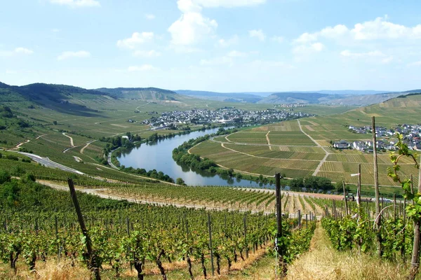 Moselle Valley Leiwen Trittenheim Panorama — Stock Photo, Image