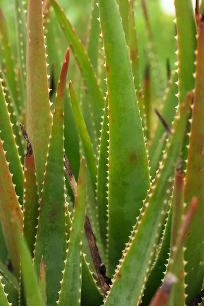 Planta Tropical Aloé Vera — Fotografia de Stock