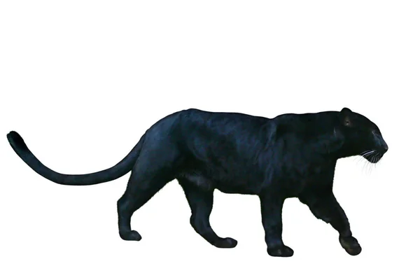Schwarzer Panther Frei — Stockfoto