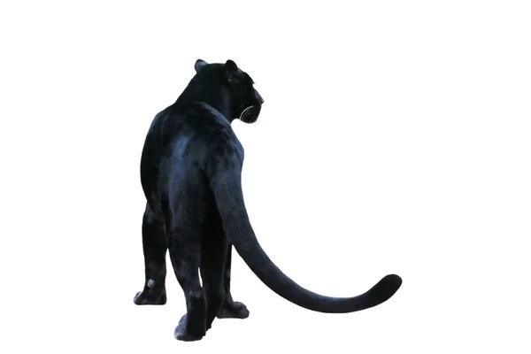 Schwarzer Panther Frei — Stockfoto