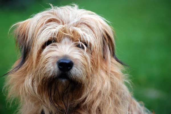 Portret Van Een Schattige Hond — Stockfoto