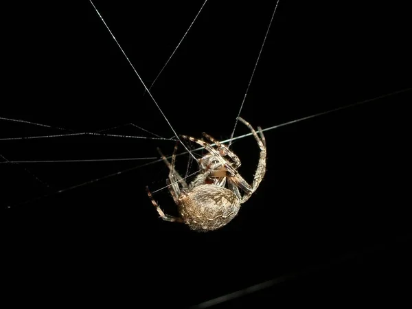 Kříženec Pavouka Strašidelné Zvíře — Stock fotografie