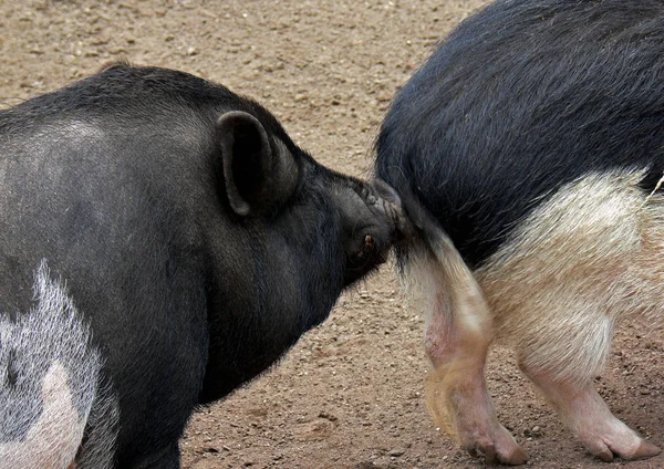 Encerramento Animais Jardim Zoológico — Fotografia de Stock