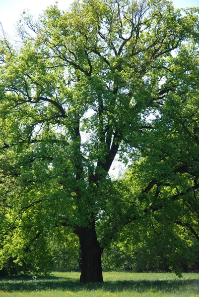 Gröna Träd Parken — Stockfoto
