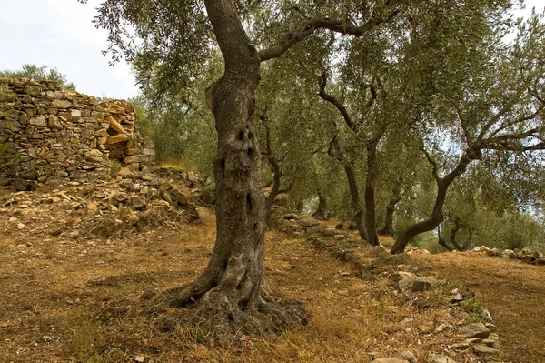 Olivar Liguria — Foto de Stock