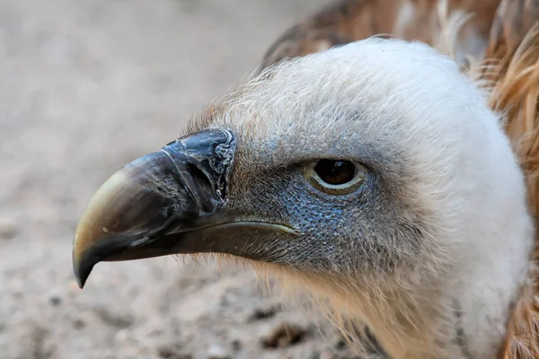 Portrait Goose Vulture — Stock Photo, Image