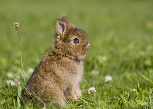 Hier Ist Ein Foto Von Unseren Jungen Sie Sind Irgendwie — Stockfoto