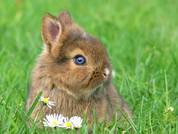 Niedlicher Hase Nahaufnahme — Stockfoto