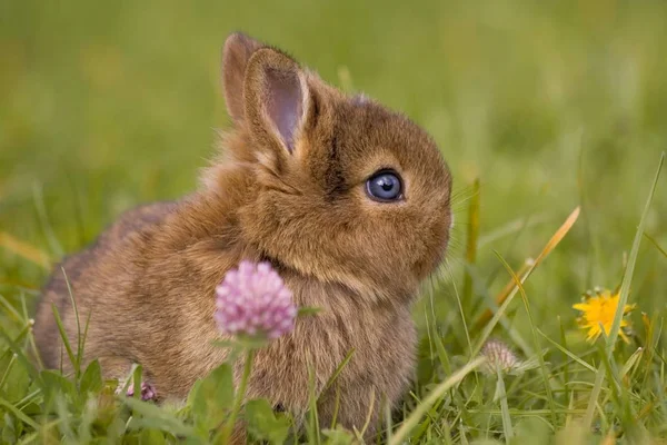 Mignon Lapin Gros Plan — Photo