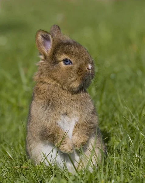 Hasenkaninchen Der Natur — Stockfoto