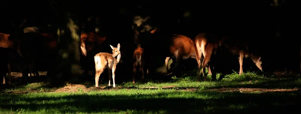 Ciervo Barbecho Por Noche — Foto de Stock