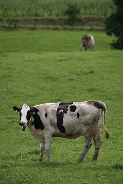 Domestic Cattle Pasture — Stock Photo, Image