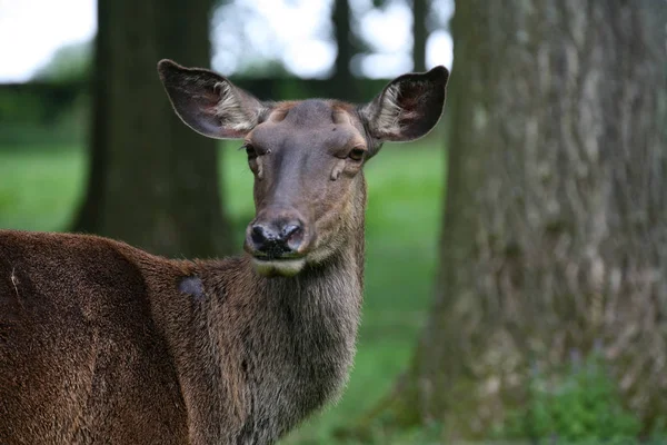 Wildlife Scene Beautiful Nature — Stock Photo, Image