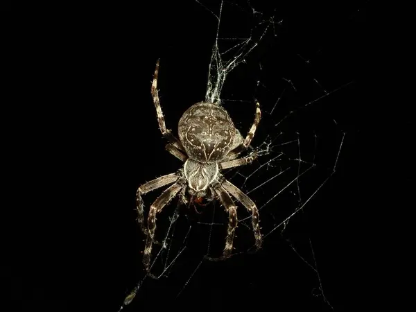 Spinneninsekt Raubtier — Stockfoto
