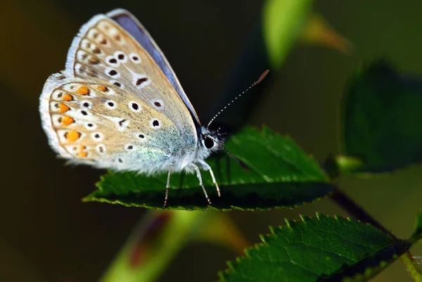 Gros Plan Bug Nature Sauvage — Photo