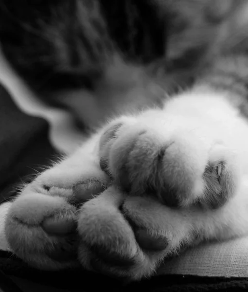 Czarny Biały Kot Śpi Łóżku — Zdjęcie stockowe