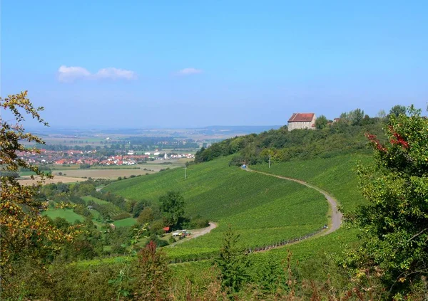 Mezőgazdaság Szőlőültetvények Vidéki Flóra Folaige — Stock Fotó