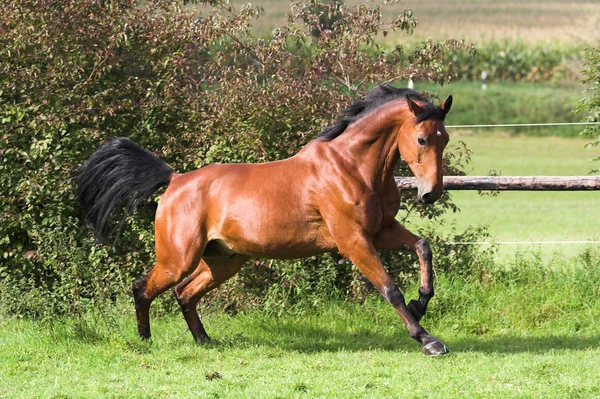 Von Start Antony Oldenburger Argentinus Wenn — Stockfoto