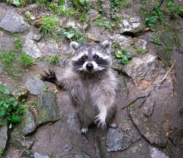 Este Raccoon Implorando Andou Zoológico Antes Lente — Fotografia de Stock