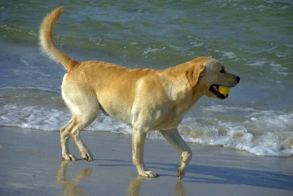 Labrador Retriever Stranden — Stockfoto