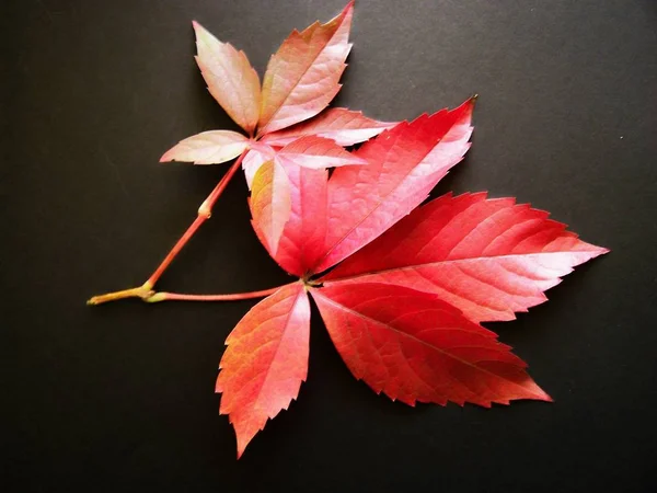 Prachtig Kleurrijk Herfstblad — Stockfoto