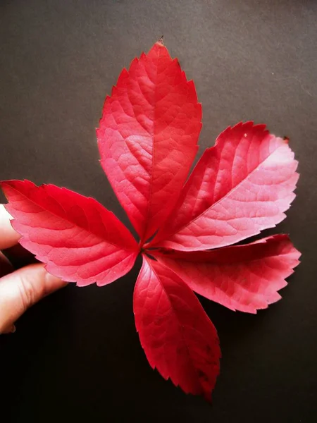 Rote Blätter Flora Der Herbstsaison — Stockfoto