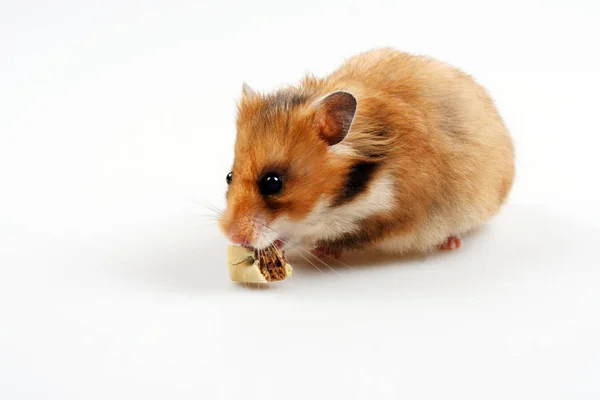 Haustiere Selektiver Fokus — Stockfoto