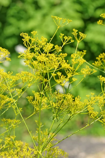 Piękne Botaniczne Ujęcie Naturalna Tapeta — Zdjęcie stockowe