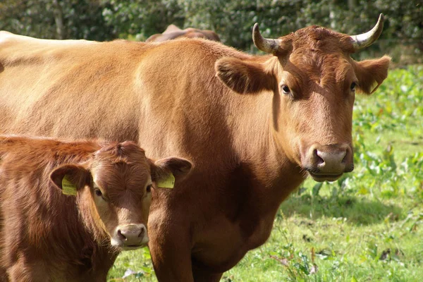 Vacas Paisaje Natural Enfoque Selectivo — Foto de Stock