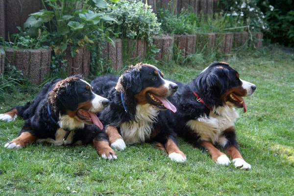 Trio Bernese Cães Montanha — Fotografia de Stock
