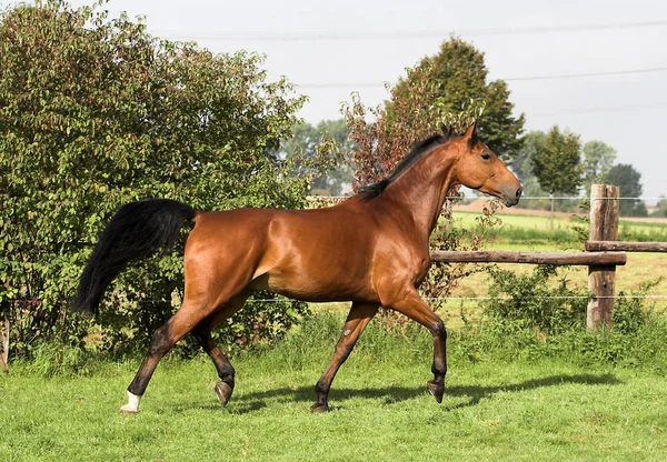 Lindo Caballo Naturaleza Salvaje — Foto de Stock