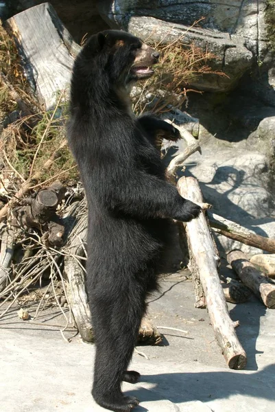 Närbild Djur Zoo — Stockfoto