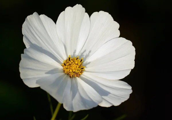 Beauty Blossoming Plant Daytime — Stock Photo, Image