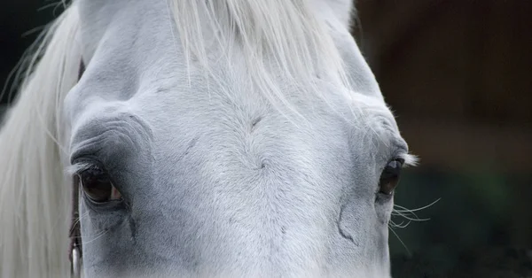 Domácí Kůň Domestikovaná Forma Divokého Koně Equus Ferus Který Spolu — Stock fotografie