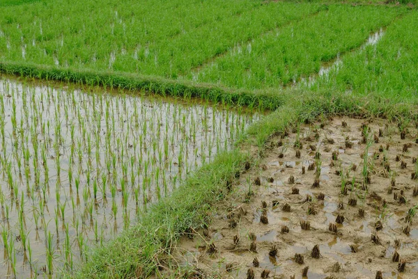 Rolnictwo Ryżowe Rolnictwo Wiejskie — Zdjęcie stockowe