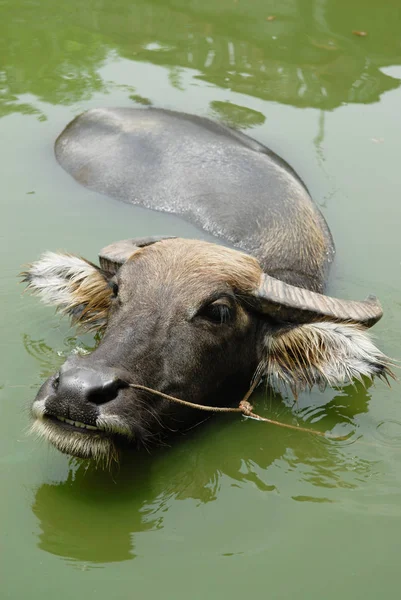 Gros Plan Vache Nature Sauvage — Photo