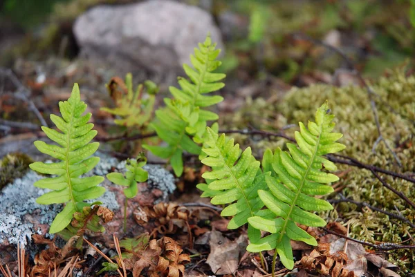 Vacker Natur Skogen — Stockfoto