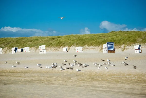 Sylt Pláž Plážovými Židlemi — Stock fotografie