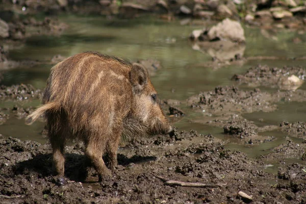 Scena Della Fauna Selvatica Bella Natura — Foto Stock